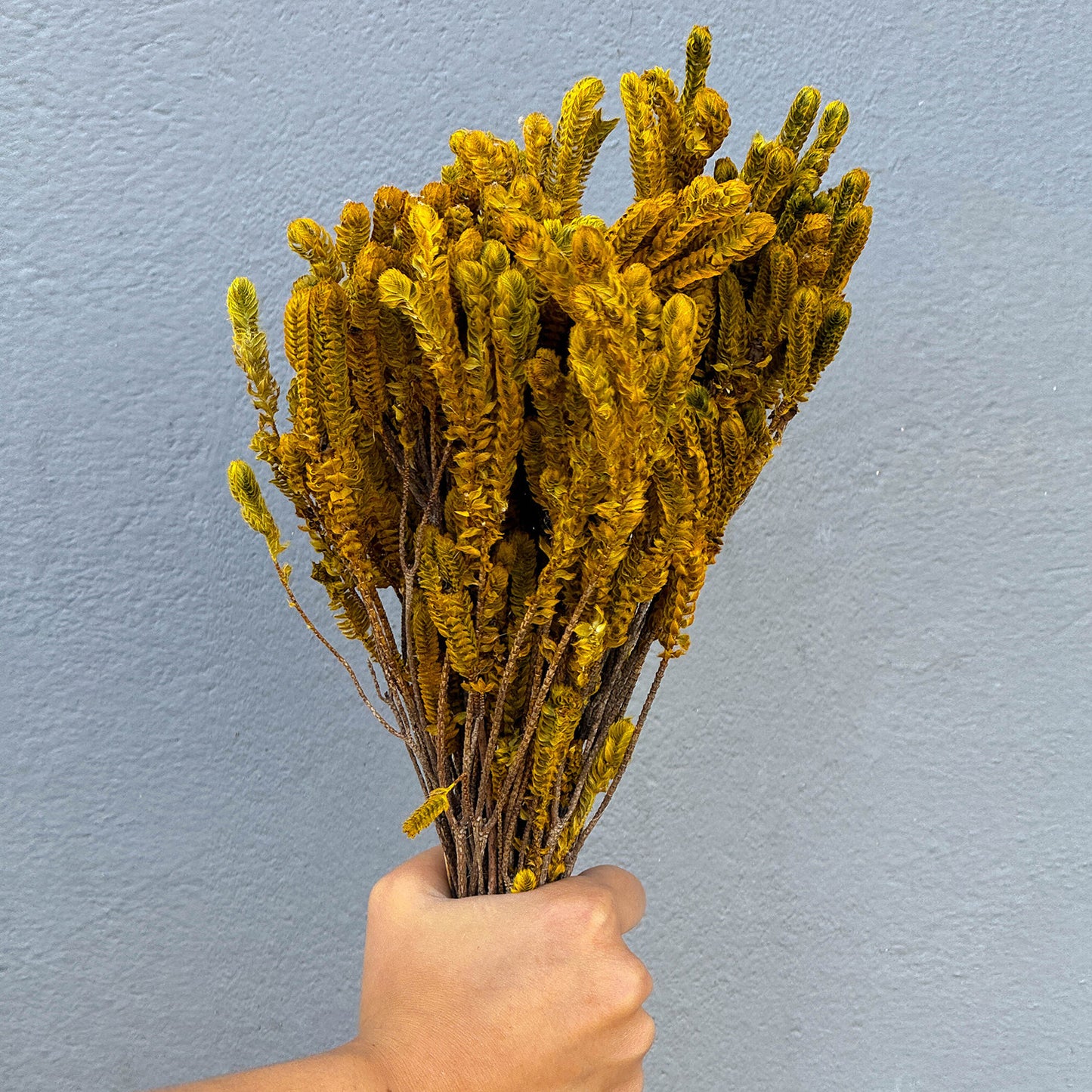 Capim Verde e Amarelo - Sempre vivas - Natural e Desidratado