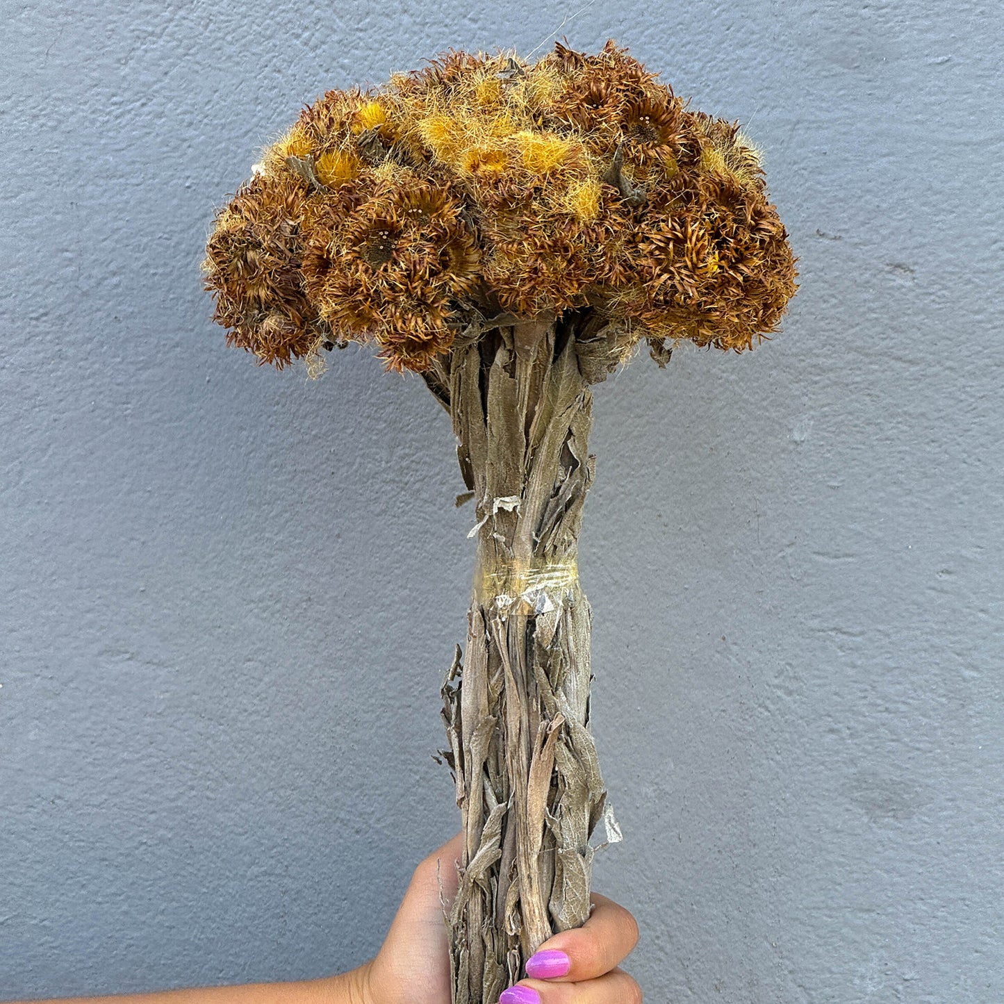 Flor Pé de Onça - Sempre vivas - Natural e Desidratado