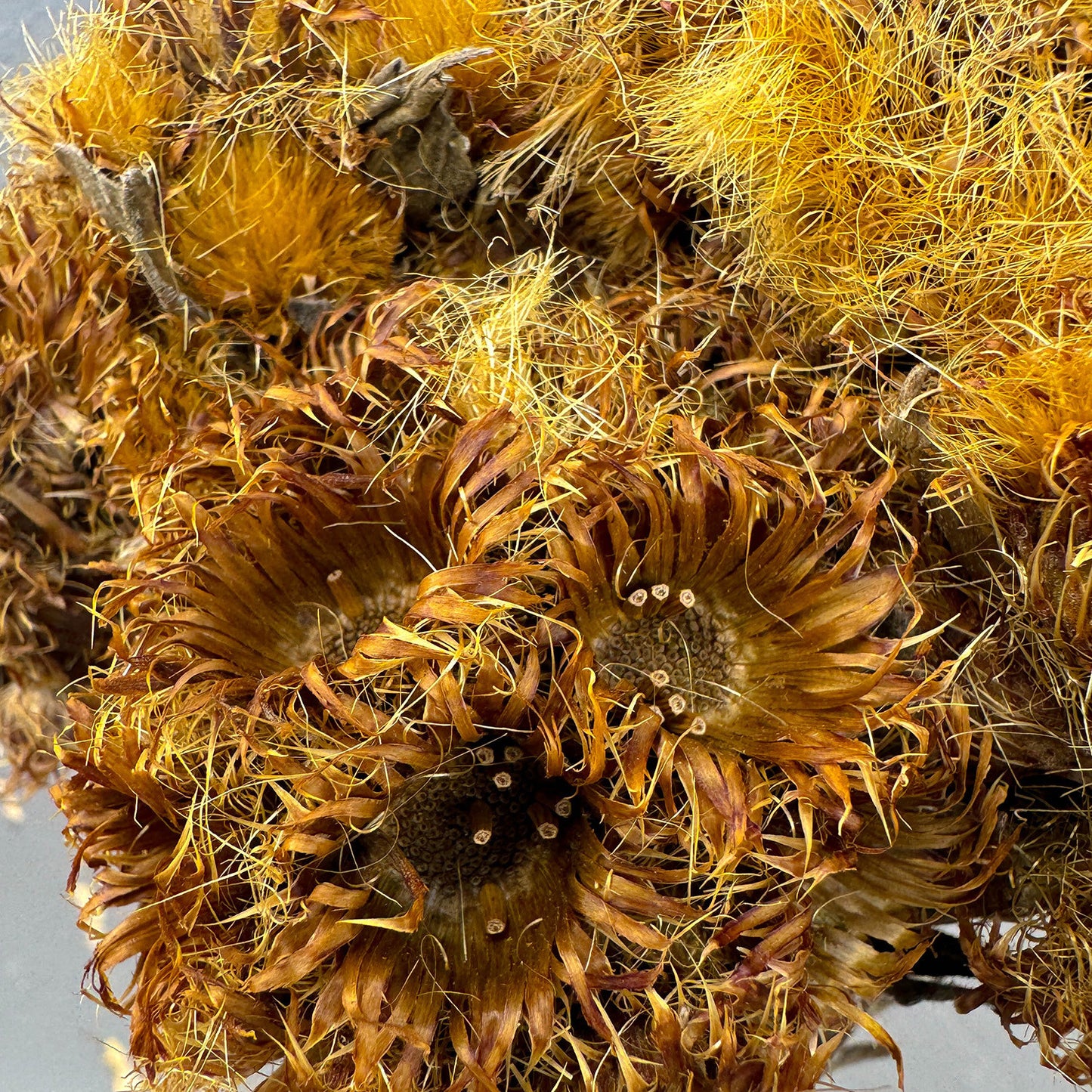 Flor Pé de Onça - Sempre vivas - Natural e Desidratado