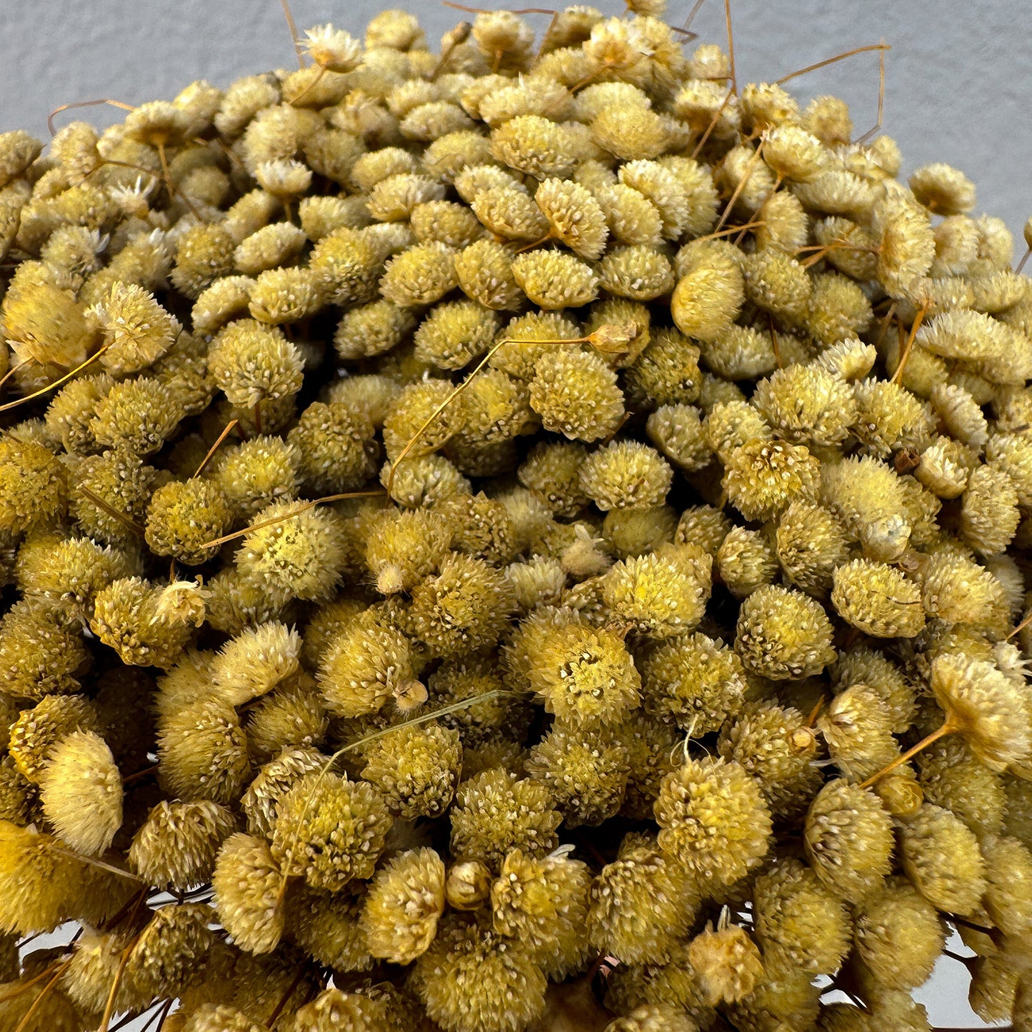 Botão Dourado - Sempre vivas - Natural e Desidratado