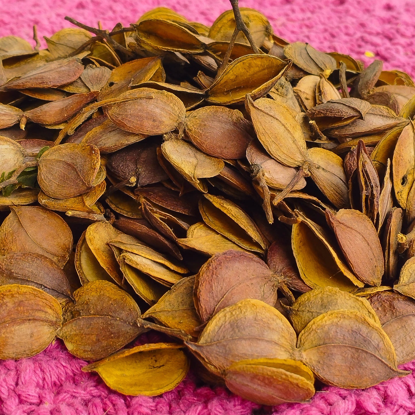 Casca Perobinha - Sempre vivas - Natural e Desidratado