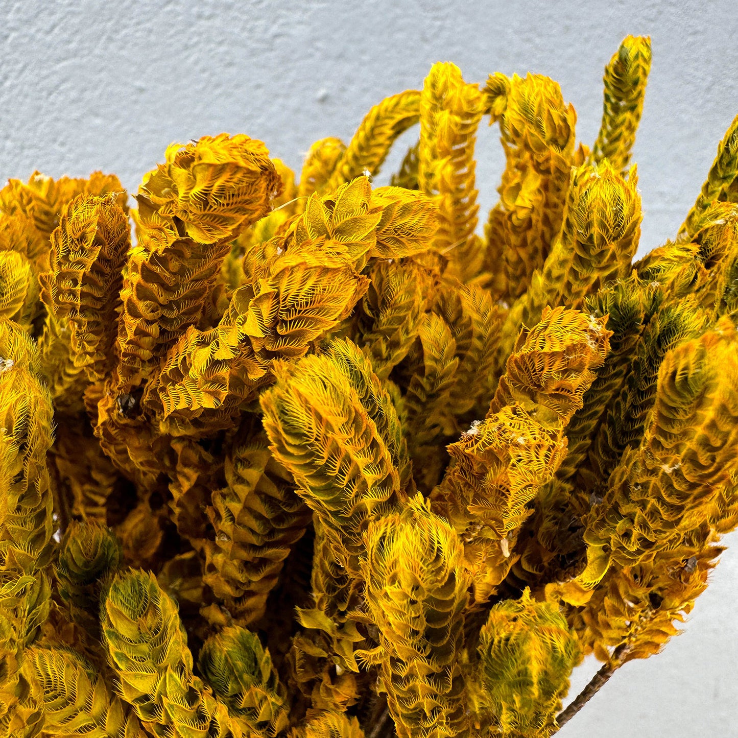 Capim Verde e Amarelo - Sempre vivas - Natural e Desidratado