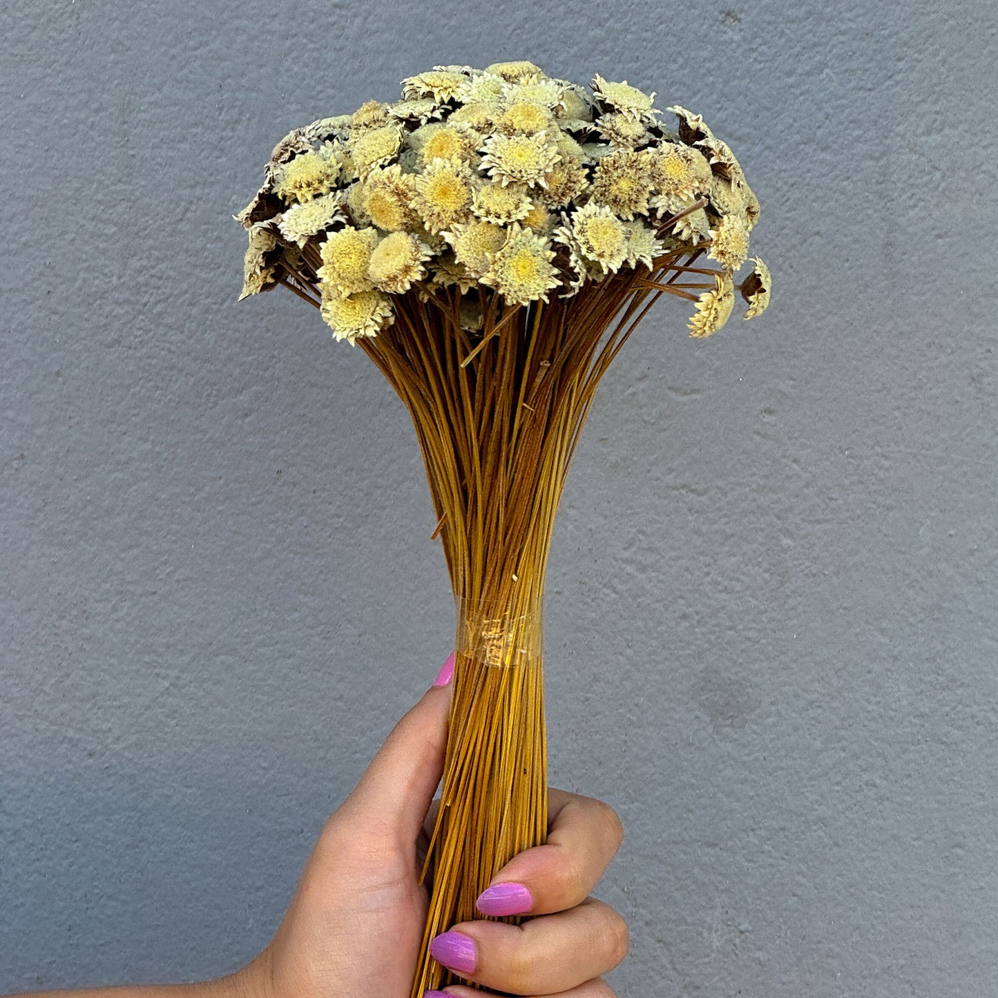 Flor sempre Viva - Botão Especial - Natural e Desidratado