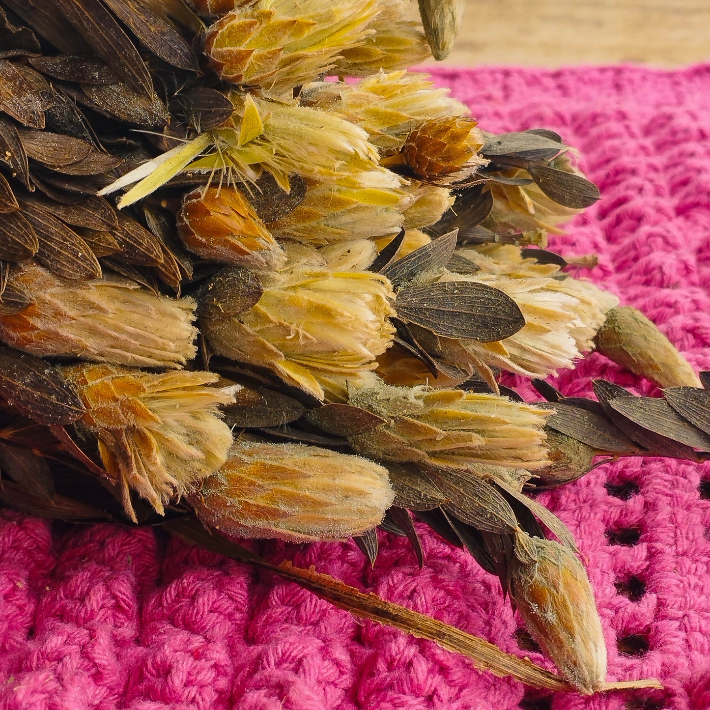 Flor Marapoamba - Sempre vivas - Natural e Desidratado