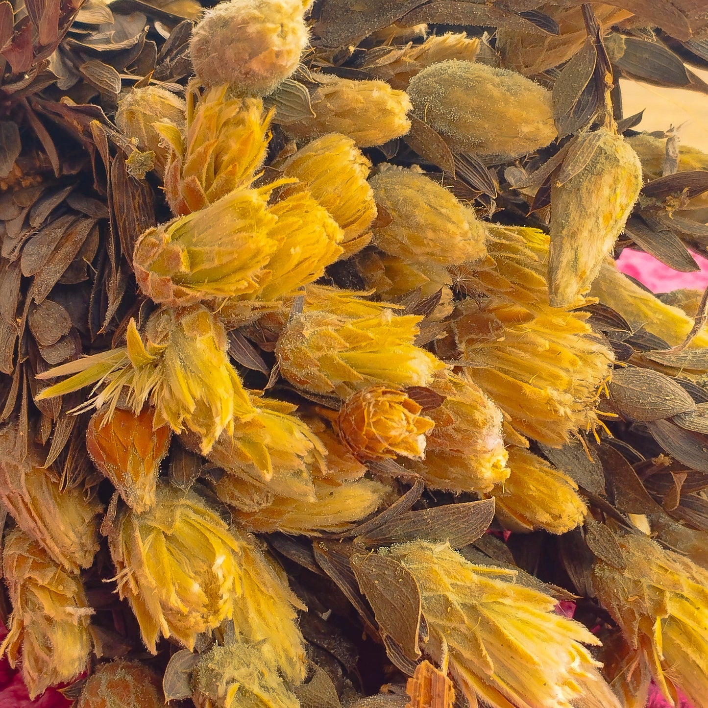 Flor Marapoamba - Sempre vivas - Natural e Desidratado