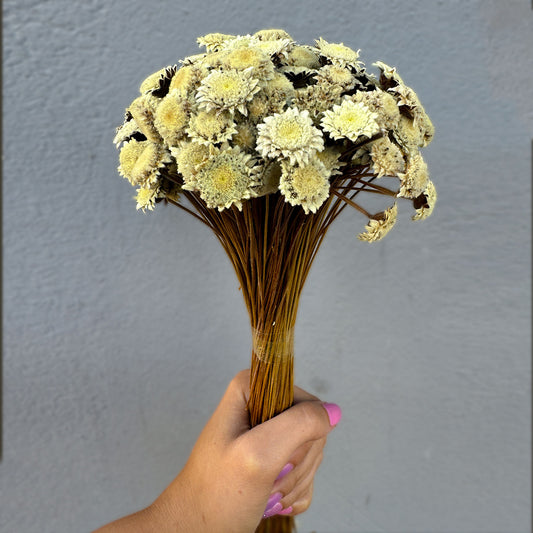 Flor sempre Viva - Botão Especial - Natural e Desidratado