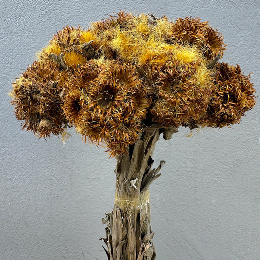 Flor Pé de Onça - Sempre vivas - Natural e Desidratado