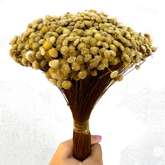 Botão Dourado  - Sempre vivas - Natural e Desidratado