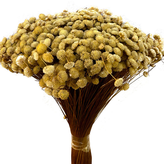 Botão Dourado  - Sempre vivas - Natural e Desidratado