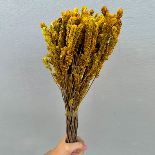 Capim Verde e Amarelo - Sempre vivas - Natural e Desidratado